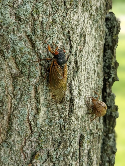 Image of the cicadas